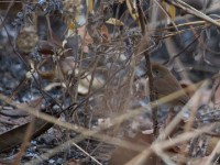 Rufous Cisticola (Cisticola rufus)