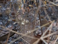 Rufous Cisticola (Cisticola rufus)