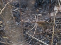 Rufous Cisticola (Cisticola rufus)