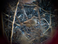 Rufous Cisticola (Cisticola rufus)