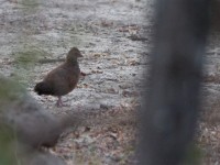 Stone Partridge (Ptilopachus petrosus)