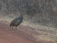 Double-spurred Francolin (Pternistis bicalcaratus)