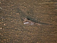 Long-tailed Nightjar (Caprimulgus climacurus)