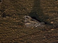 Long-tailed Nightjar (Caprimulgus climacurus)