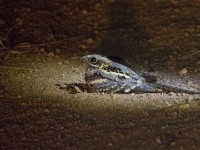 Long-tailed Nightjar (Caprimulgus climacurus)