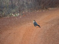 Red-necked Falcon (Falco chicquera)