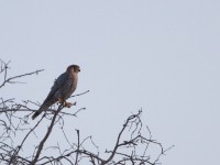 Red-necked Falcon (Falco chicquera)