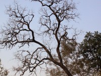 Mole NP