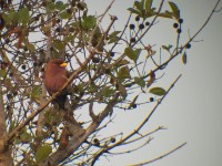 Broad-billed Roller (Eurystomus glaucurus)