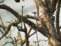 African Grey Woodpecker (Dendropicos goertae)