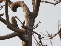 African Grey Woodpecker (Dendropicos goertae)