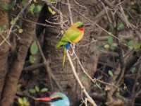 Red-throated Bee-eater (Merops bulocki) Blue-breasted Kingfisher (Halcyon malimbica)