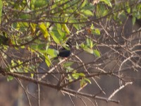 Village Indigobird (Vidua chalybeata)