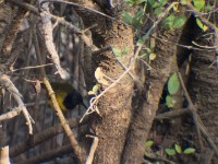 Oriole Warbler (Hypergerus atriceps) Red-throated Bee-eater (Merops bulocki)
