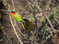 Oriole Warbler (Hypergerus atriceps) Red-throated Bee-eater (Merops bulocki)