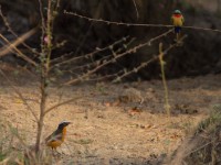 White-crowned Robin-Chat (Cossypha albicapillus)