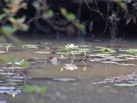 Mole NP