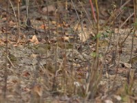 Little Weaver (Ploceus luteolus)