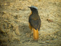 White-crowned Robin-Chat (Cossypha albicapillus)