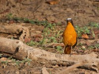 White-crowned Robin-Chat (Cossypha albicapillus)