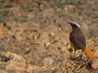 White-crowned Robin-Chat (Cossypha albicapillus)