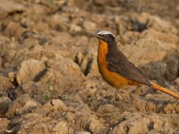 White-crowned Robin-Chat (Cossypha albicapillus)