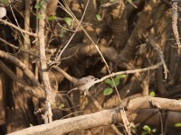 Swamp Flycatcher (Muscicapa aquatica)