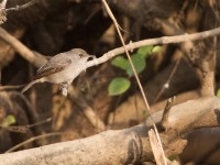 Swamp Flycatcher (Muscicapa aquatica)