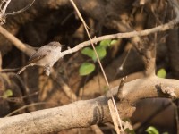 Swamp Flycatcher (Muscicapa aquatica)