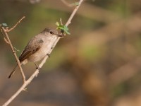 Swamp Flycatcher (Muscicapa aquatica)