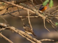 Swamp Flycatcher (Muscicapa aquatica)