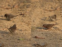 Bronze Mannikin (Lonchura cucullata) Bar-breasted Firefinch (Lagonosticta rufopicta)