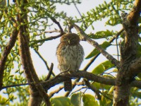 Pearl-spotted Owlet (Glaucidium perlatum)