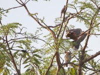 Pearl-spotted Owlet (Glaucidium perlatum) with friends