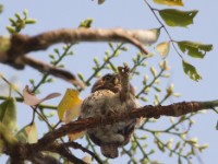 Pearl-spotted Owlet (Glaucidium perlatum) making a fist