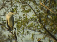 Black-crowned Night Heron (Nycticorax nycticorax)