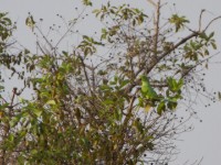 Rose-ringed Parakeet (Psittacula krameri)