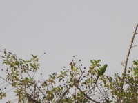 Exclamatory Paradise Whydah (Vidua interjecta) Rose-ringed Parakeet (Psittacula krameri)