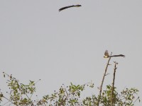 Exclamatory Paradise Whydah (Vidua interjecta)