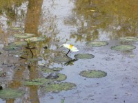 Mole NP