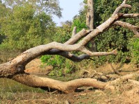 Mole NP