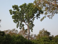 Mole NP