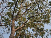 Mole NP