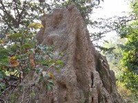 Mole NP