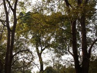 Mole NP