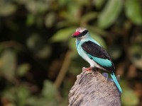 Blue-breasted Kingfisher (Halcyon malimbica)