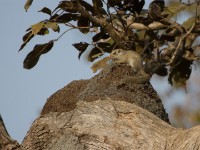 Kintampo Rope Squirrel (Funisciurus substriatus)