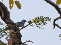 African Blue Flycatcher (Elminia longicauda)