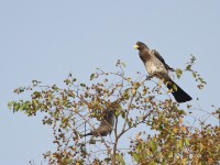 Western Plantain-eater (Crinifer piscator)