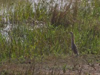 Squacco Heron (Ardeola ralloides)